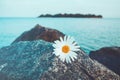 Lone wild chamomile flowers on grey stone, blue water and island background. Daisies the rocky beach. Solitariness, loneliness co Royalty Free Stock Photo