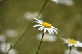 Lone Wild Daisy Flower Blossom Blooming Royalty Free Stock Photo