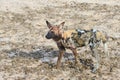 A lone wild dog on the dry plains in south Luangwa, Zambia Royalty Free Stock Photo