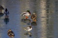 Lone wild duck on an ice floe on a lake