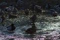 Lone wild duck on an ice floe on a lake