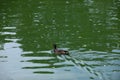 A lone wild duck swims across the lake in search of food