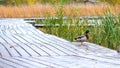 Lone wild duck on a wooden platform by a pond in autumn Royalty Free Stock Photo