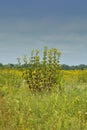 Lone wild foliage in yellow field