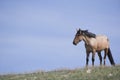 Lone wild horse