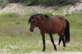 Lone Wild Horse Corolla North Carolina