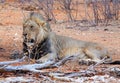 A lone Wild Male Lion resting on the ground with dry logs and branches in Etosha National Park Royalty Free Stock Photo