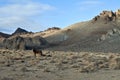 A lone Wild Mustang in the Painted Hills