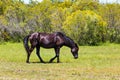 Lone Wild Spanish Mustang in Meadow in Corolla, NC Royalty Free Stock Photo