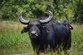 Lone wild water buffalo Royalty Free Stock Photo