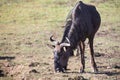 Lone wildebeest bull standing and eat green grass Royalty Free Stock Photo