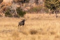 A lone Wildebeest Gnu face to camera Royalty Free Stock Photo