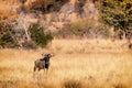 A lone Wildebeest Gnu face to camera Royalty Free Stock Photo