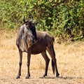 A lone wildebeest is in the savannah