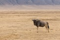 Lone wildebeest standing