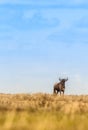 Lone wildebeest in the wild Royalty Free Stock Photo