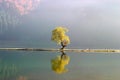 Lone willow tree