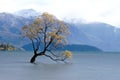 Lone willow tree at lake wanaka new zealand Royalty Free Stock Photo