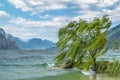 Lone Willow tree