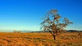 Lone Windblown Tree in the Antelope Valley in the high desert of Southern California USA