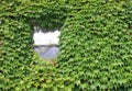 Lone window covered in ivy