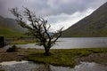 Lone windswept tree at doo lough, county mayo, republic of ireland Royalty Free Stock Photo