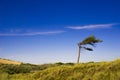 Lone windswept tree at Formby Beach