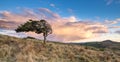 Lone windswept tree on the moors at sunset