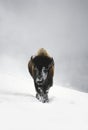 A Lone Wintering Bison