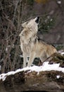 lone wolf calling to his mates Royalty Free Stock Photo