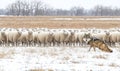 Wolf Amongst Sheep in Snowy Field Royalty Free Stock Photo