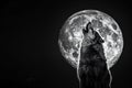 Lone wolf is howling at a full moon in the night Royalty Free Stock Photo