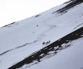 Lone wolf hunts mountain sheep in winter