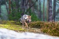 Lone wolf running in autumn forest