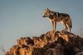 Lone Wolf Solitary Canid