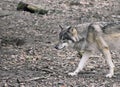 A wolf walking through a forest Royalty Free Stock Photo