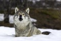 A lone wolf in the winter time Royalty Free Stock Photo