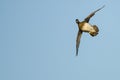 Lone Wood Duck Flying in a Blue Sky Royalty Free Stock Photo