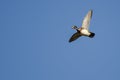 Lone Wood Duck Flying in a Blue Sky Royalty Free Stock Photo