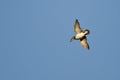 Lone Wood Duck Flying in a Blue Sky Royalty Free Stock Photo