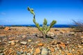 Lone cactus against the blue water and sky of Arikok National Park Aruba
