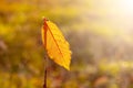 Lone yellow autumn leaf in the forest on a tree on a blurred background Royalty Free Stock Photo
