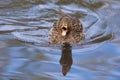 Lone Yellow billed duck swimming on surface of a pond Royalty Free Stock Photo
