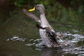 Lone Yellow billed duck swimming on surface of a pond Royalty Free Stock Photo