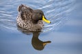 Lone Yellow billed duck swimming on surface of a pond