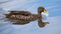 Lone Yellow billed duck swimming on surface of a pond Royalty Free Stock Photo