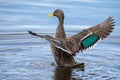Lone Yellow billed duck swimming on surface of a pond Royalty Free Stock Photo