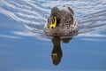 Lone Yellow billed duck swimming on surface of a pond Royalty Free Stock Photo