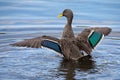 Lone Yellow billed duck swimming on surface of a pond Royalty Free Stock Photo