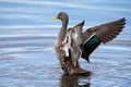 Lone Yellow billed duck swimming on surface of a pond Royalty Free Stock Photo